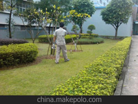 南寧第45屆體操世界錦標(biāo)賽主賽場(chǎng)、訓(xùn)練場(chǎng)病媒生物防制工作